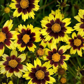 2G Coreopsis Big Bang™ 'Cosmic Eye' Big Bang™ Cosmic Eye Tickseed: Patent PP22,601 1005974