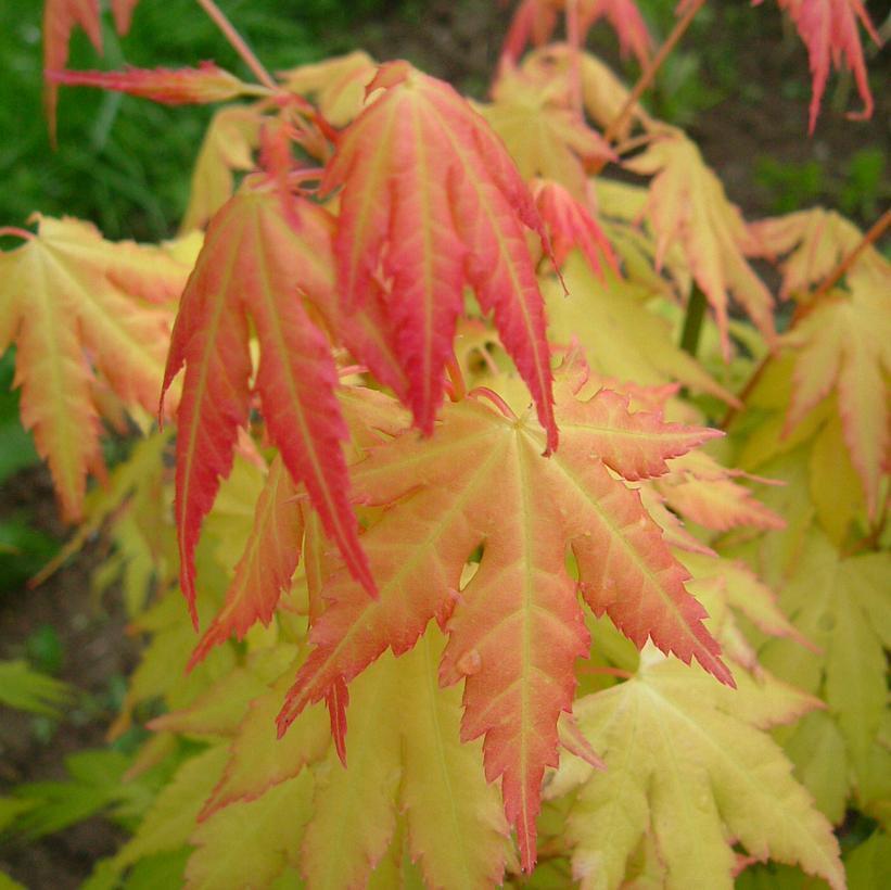 3G Acer Palmatum 'Orange Dream' Japanese Maple 1003496