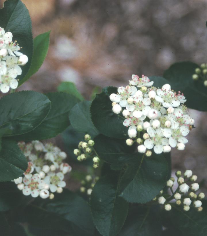 #3 Aronia melanocarpa 'Viking' Viking Black Chokeberry