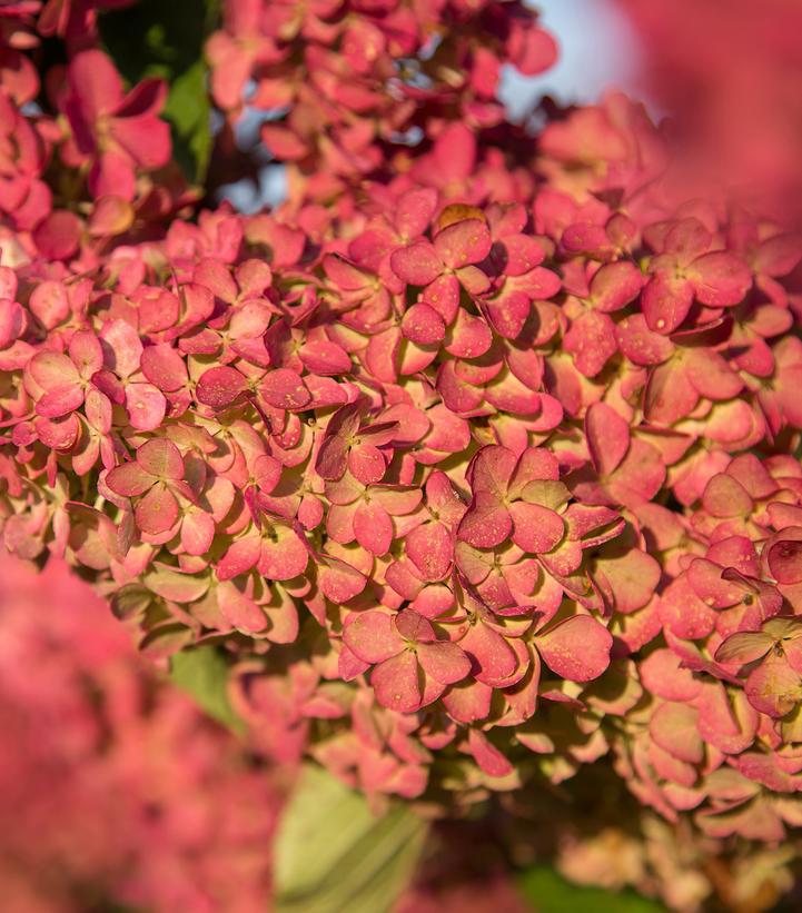 3G Hydrangea pan. 'Berry White' ('Renba') Berry White® Hydrangea: Patent PP28,509 1009931