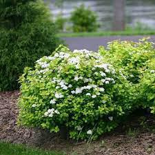 2G Spiraea betufolia 'Glow Girl' Glow Girl® Birchleaf Spirea: Patent PPAF 1005987