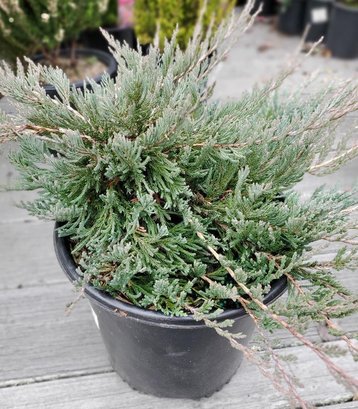 3G Juniperus horizontalis 'Bar Harbor' Bar Harbor Creeping Juniper 1000045