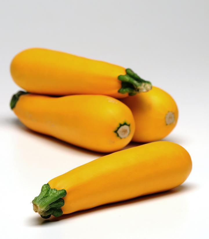 1G ZUCCHINI `EASY PICK GOLD` Easy Pick Gold Zucchini 1006682