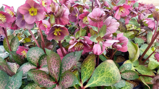 8" HELLEBORUS X FROSTKISS `PIPPA`S PURPLE` 1015393