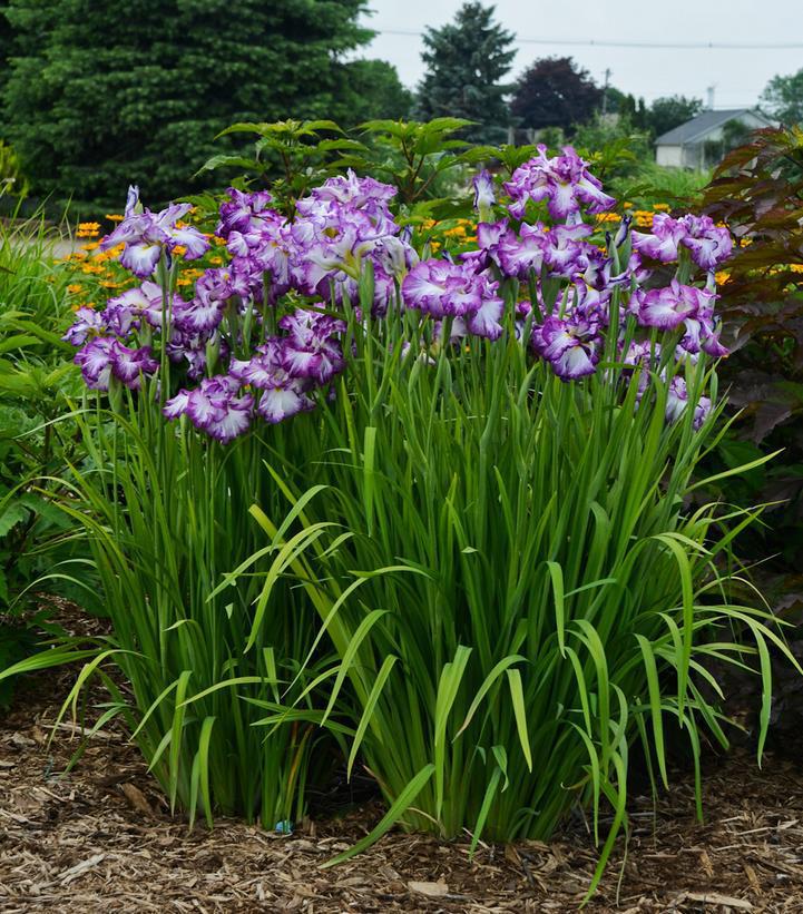 1G IRIS ENSATA 'LION KING' Lion King Japanese Iris 1004471