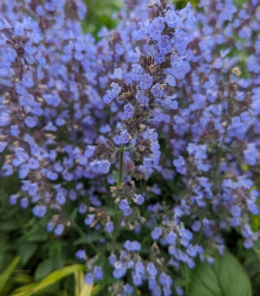 1G Nepeta faassenii 'Purrsian Blue' Purrsian Blue Catmint (Catnip): Patent PP24,788 1006767