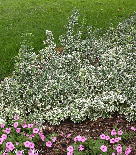 Euonymus f. 'White Album' #3 ('Alban') White Album® Wintercreeper: Patent PP23,961