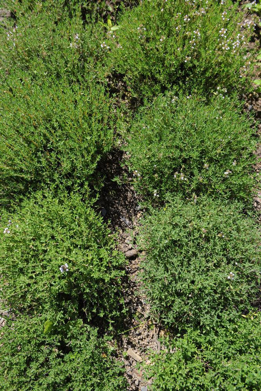4" Herb - Thyme English
