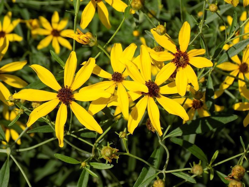 2G COREOPSIS TRIPTERIS `GOLD  STANDARD` Tall Tickseed 1012837