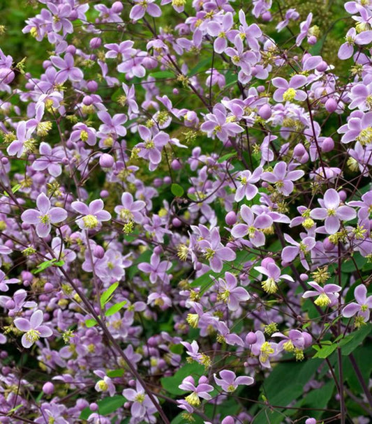 2G Thalictrum rochebrunianum Giant Meadow-rue 1001484