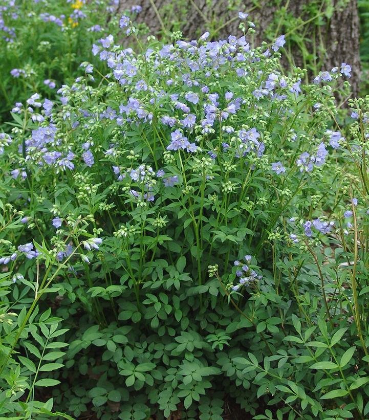 1G Polemonium 'reptans' Jacob's Ladder 1012875