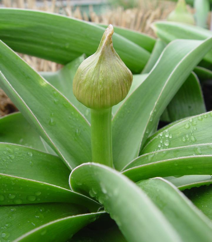 2G Allium 'Globemaster' Flowering Onion (Ornamental Onion) 1004062