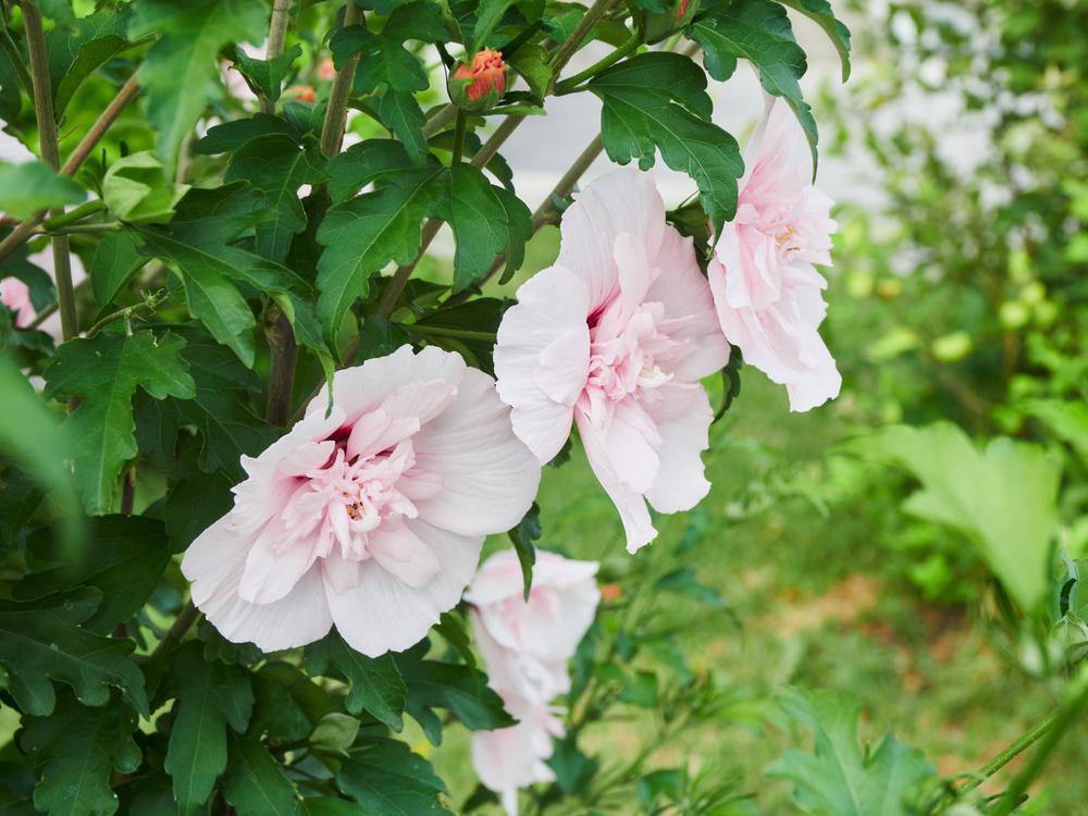 7G Hibiscus syriacus 'Pink Chiffon' TREE ('JWNWOOD4') Pink Chiffon® Rose of Sharon: Patent PP24336 1013650