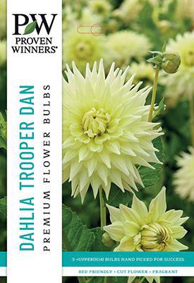 Dahlia Decorative Dinner Plate Trooper Dan Bulbs - PWS-13 - 6512380007