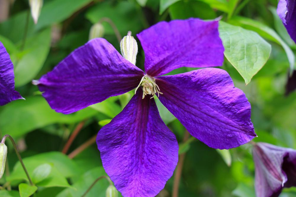 8" Clematis Bijou™ ('EVIpo030') Bijou™ Clematis: Patent PP15,991 1005343