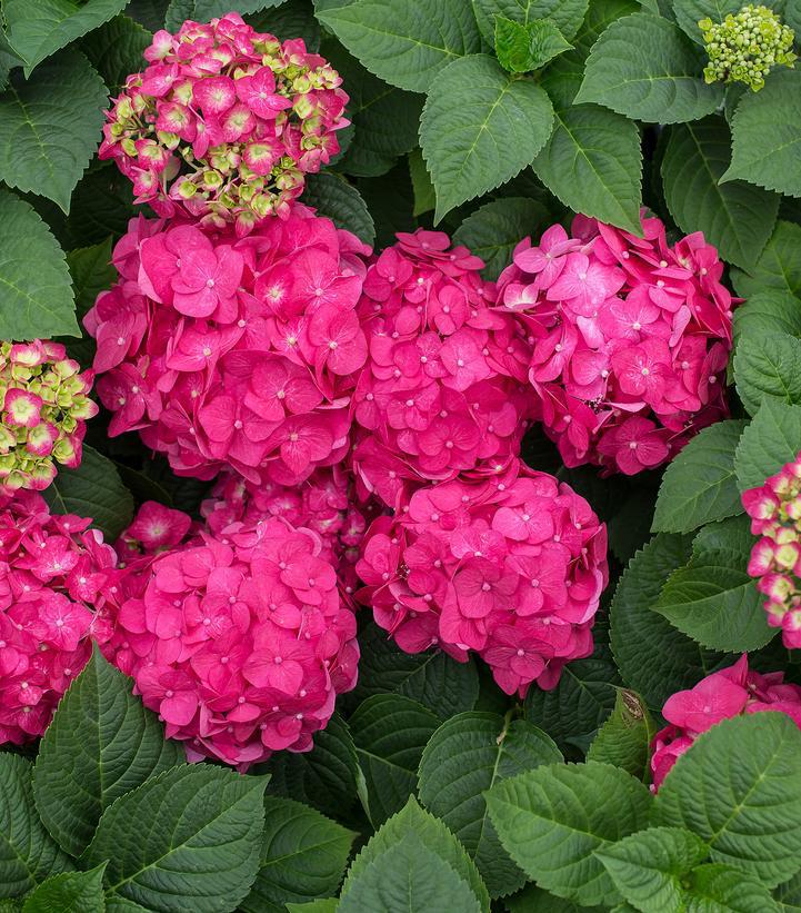 3G Hydrangea mac. 'Endless Summer Summer Crush' ('Bailmacfive') E.S Summer Crush® Hydrangea: Patent PP30359 1009930