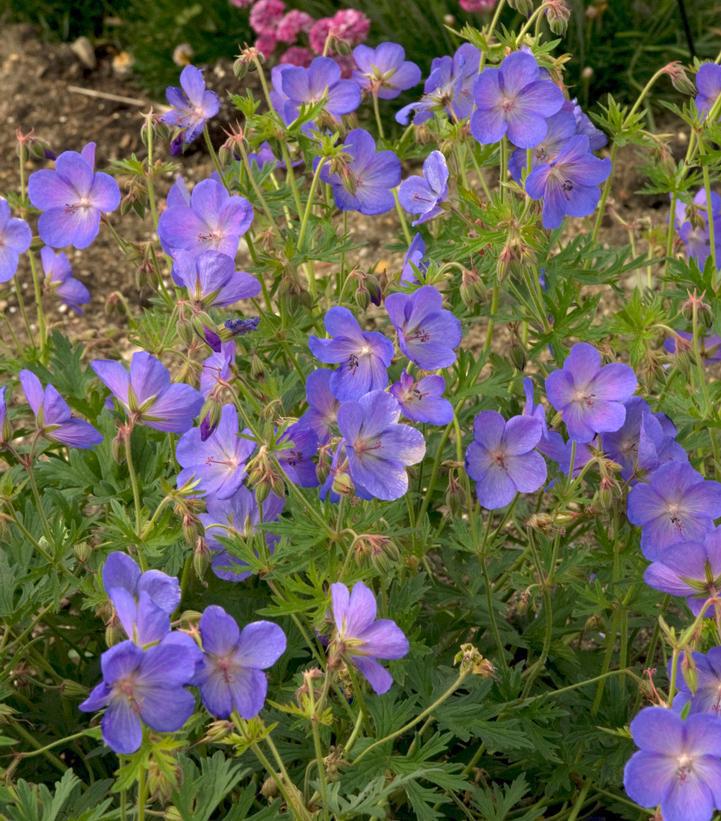 2G Geranium 'Johnson's Blue' Johnson's Blue Cranesbill 1000627