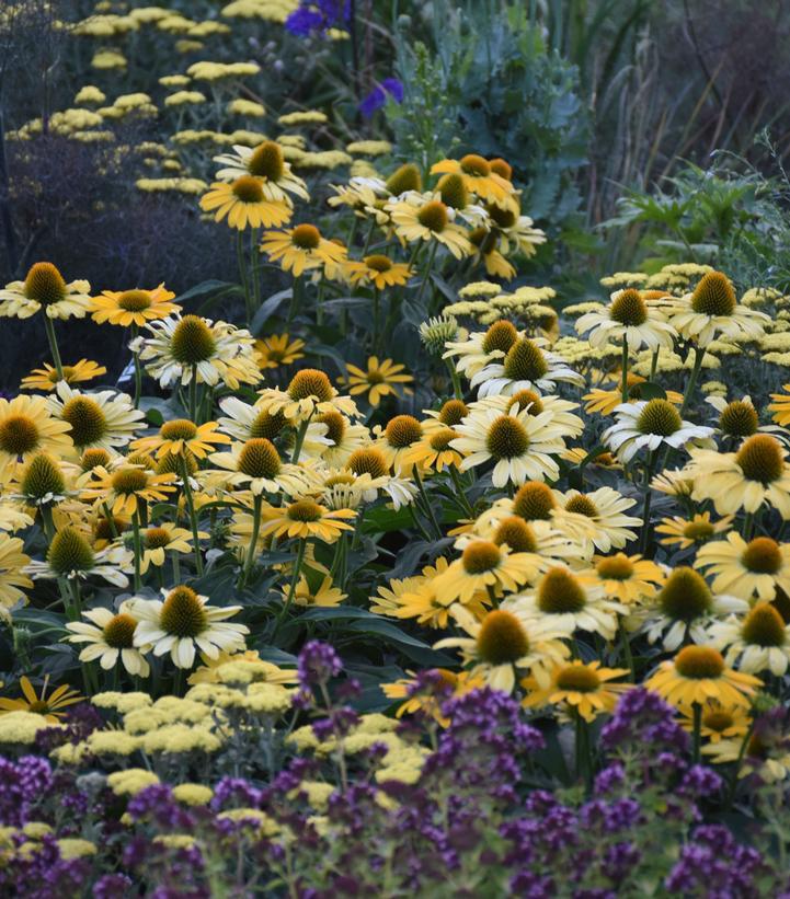 2G Echinacea hybrid Color Coded™ 'Yellow My Darling' Yellow My Darling Coneflower