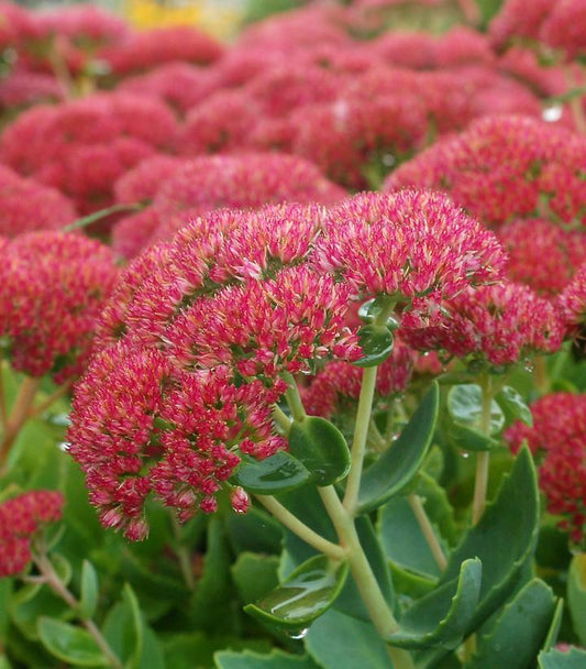 1G Sedum Spectabilis Autumn Joy Autumn Joy Stonecrop 1000972