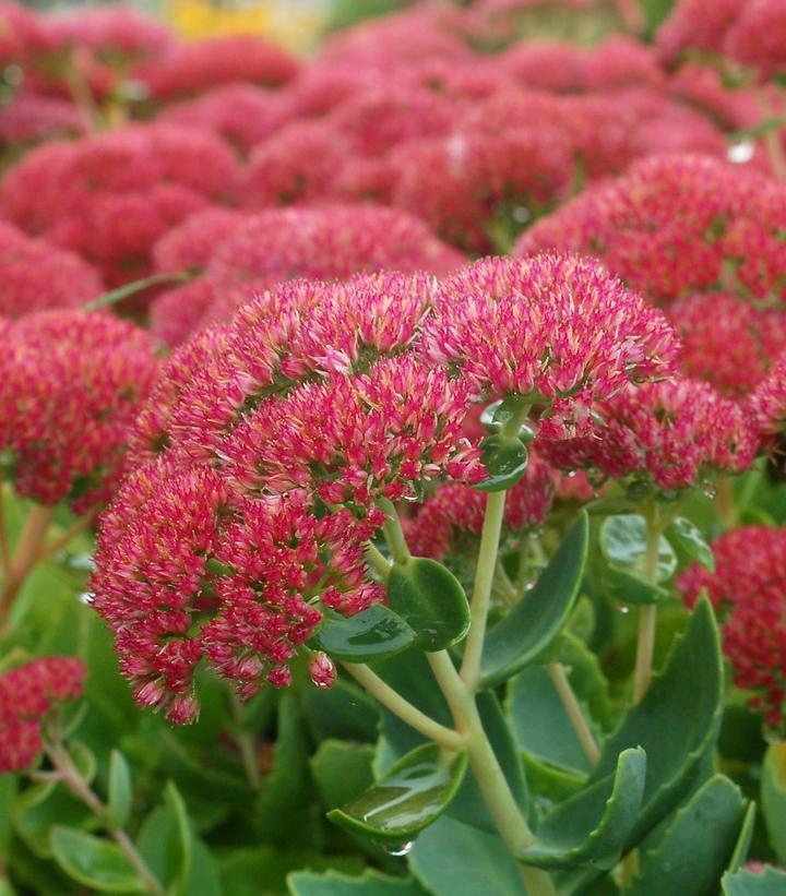 2G Sedum Spectabilis 'Autumn Joy' Autumn Joy Stonecrop 1000973