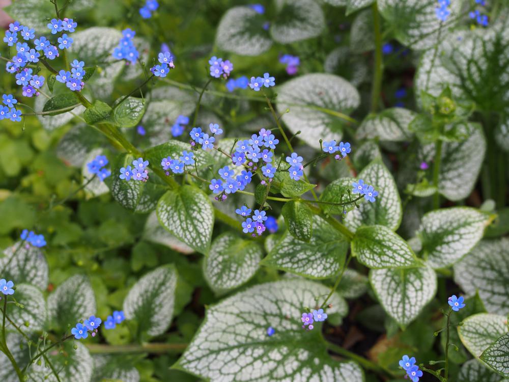 1G Brunnera Sea Heart Sea Heart Forget Me Not: Patent PPAF (Siberian Bugloss) 1006805