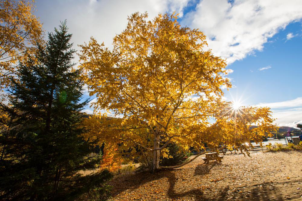 3G BETULA PAPYRIFERA - CLUMP Paper Birch 1010469