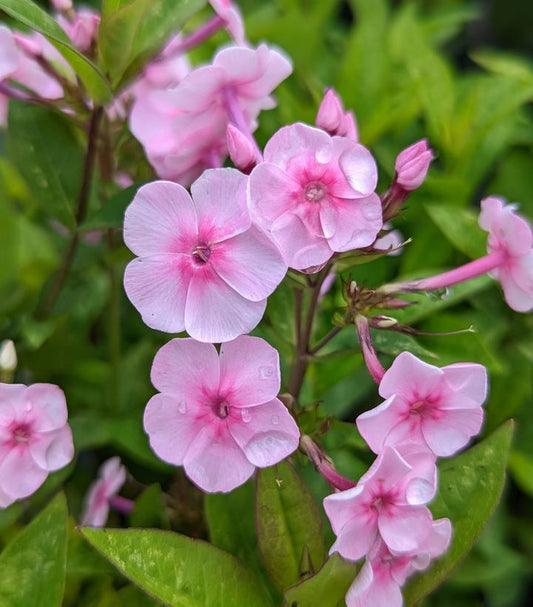 2G Phlox Volcano® 'Pink with Dark Eye' Volcano® Soft Pink with Dark Eye Garden Phlox 1007475