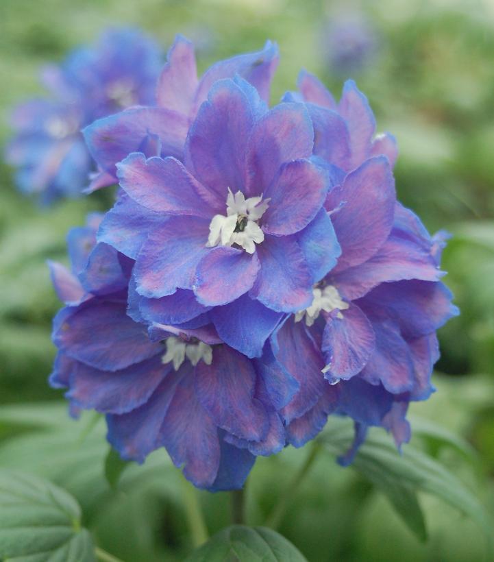 2G Delphinium 'Guardian Blue' Blue Guardian Larkspur 1003996