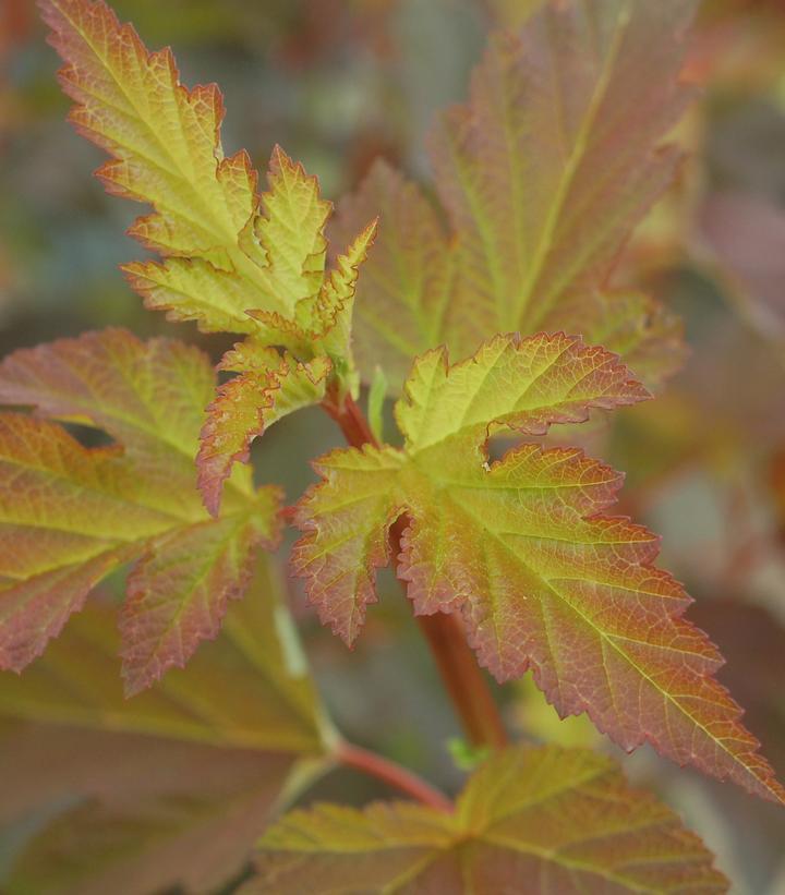 3G Physocarpus opulifolius 'Summer Wine' Summer Wine® Common Ninebark: Patent PP14,821 1003728