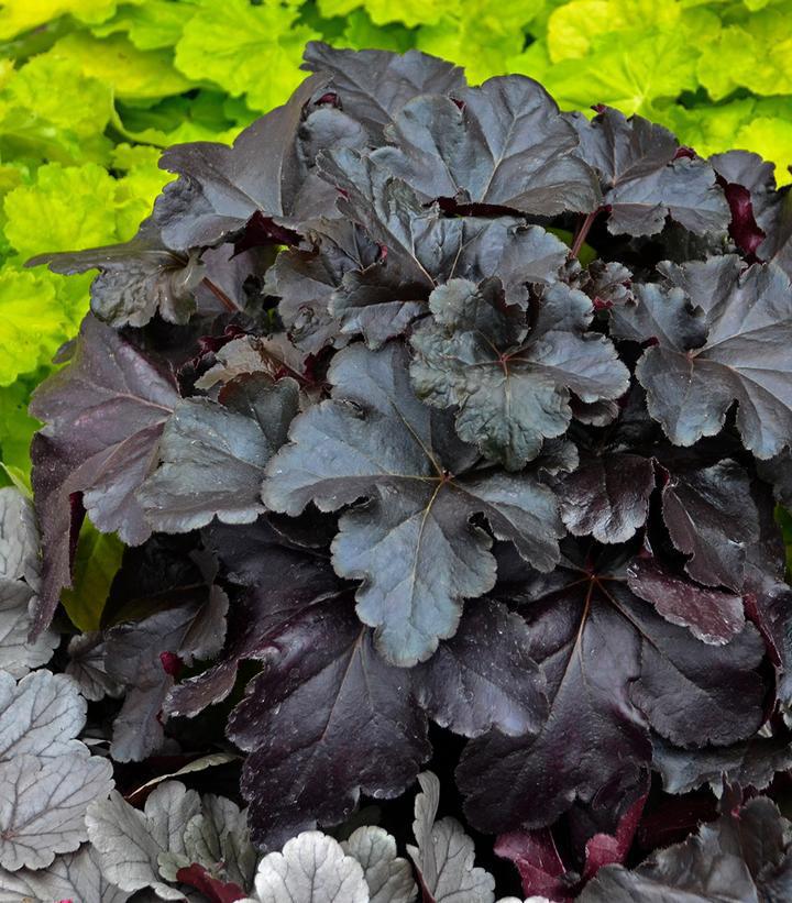 1G Heuchera hybrid Primo® 'Black Pearl' Primo® Black Pearl Coral Bells: Patent PPAF 1008864