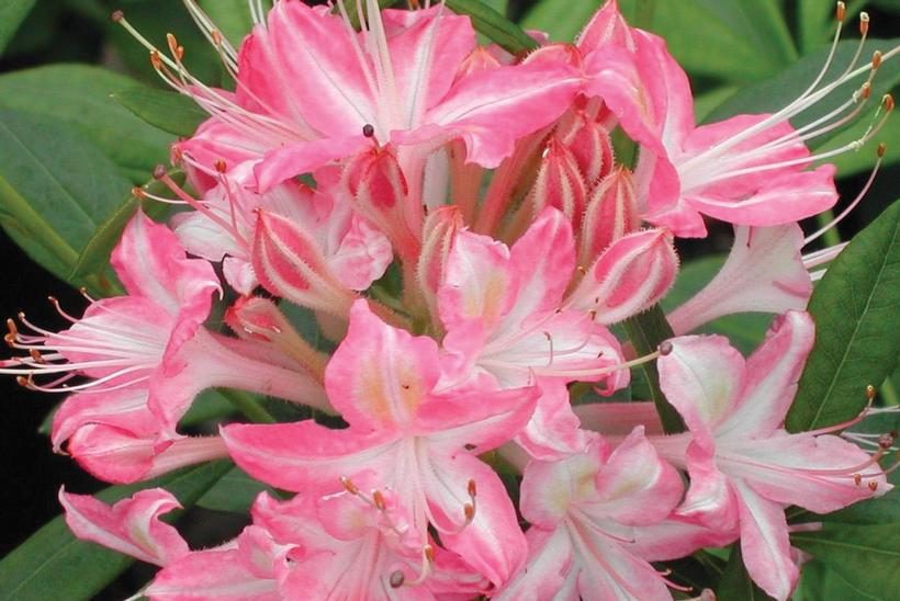 Azalea viscosum 'Ribbon Candy' Ribbon Candy Swamp Azalea (Viscosum Azalea) Deciduous