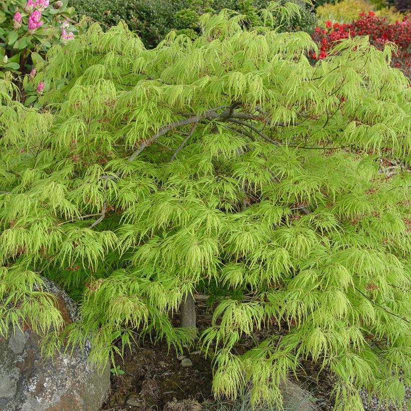 3G Acer Palmatum DIS. Viridis Laceleaf Green Threadleaf Weeping Japanese Maple 1001549