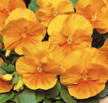 5.5" Pansy - Matrix Orange