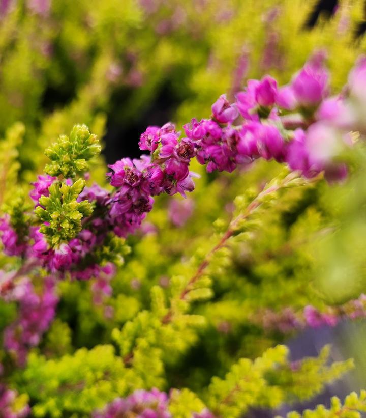 1G Calluna vulgaris 'Firefly' Firefly Heather  (Common Heather) 1007211