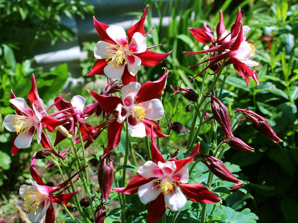 1G Aquilegia x Earlybird™ Red White ('PAS1258484') Earlybird™ Red White Columbine 1015067