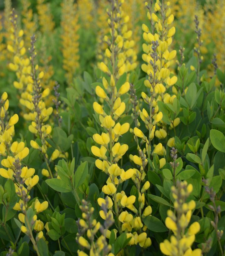 8" Baptisia 'American Goldfinch' American Goldfinch False Indigo: Patent PP30,478 1009721