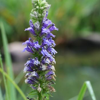 1G LOBELIA SIPHILITICA AB (Blue Cardinal Flower) 1004694