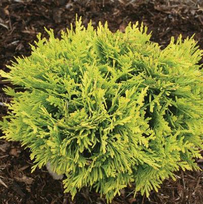 2G Thuja occidentalis Anna's Magic Ball® ('Anna Van Vloten') Annas Magic Ball® Arborvitae: Patent PP25868 1005991