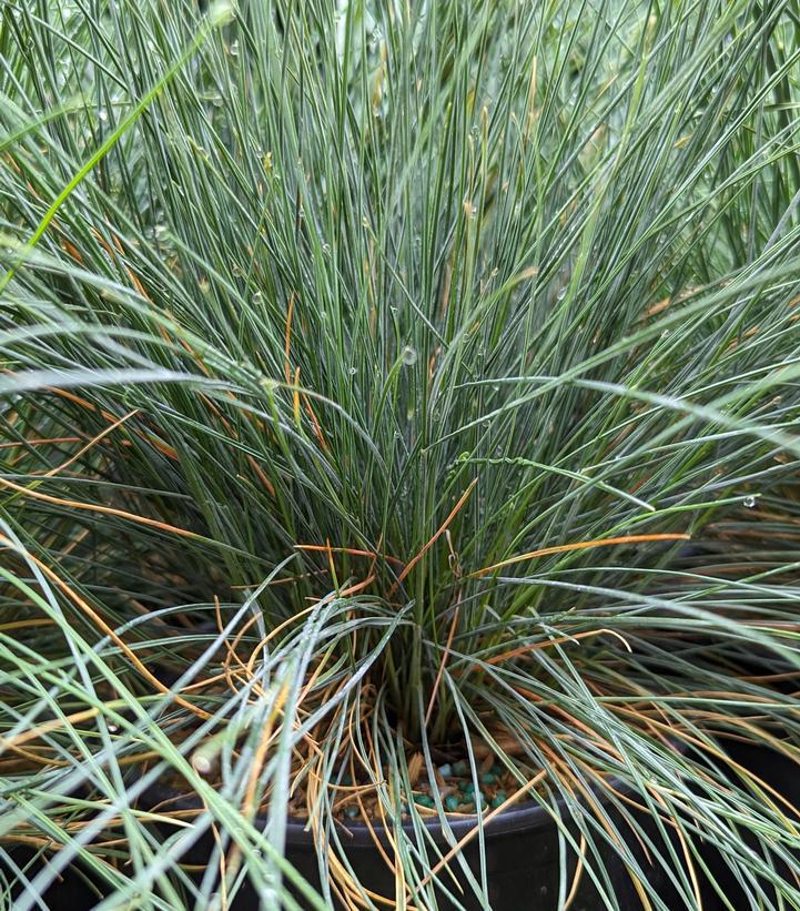 2G FESTUCA CINERCA 'Elijah Blue' Elijah Blue Fescue 1000946