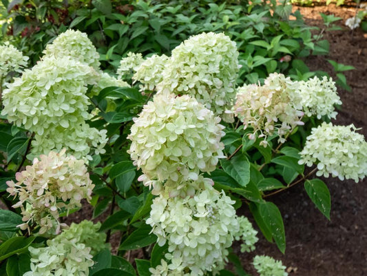 3G Hydrangea pan. Little Lime® ('Jane') Little Lime® Panicle Hydrangea: Patent PP22330 1004548