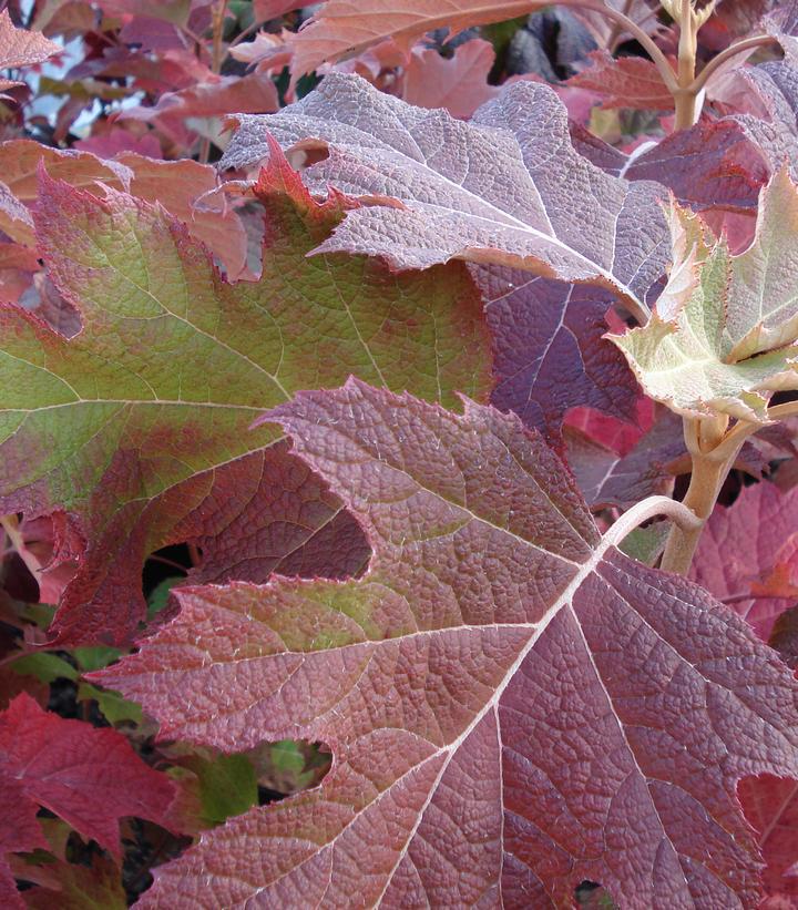 3G Hydrangea quercifolia Snow Queen™ ('Flemygea') Snow Queen™ Oakleaf Hydrangea