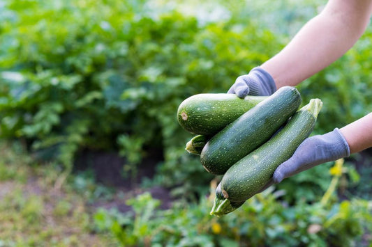 Zucchini (Local Hollis, NH) by the Pound