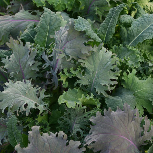 1G Mixed Greens SimplySalad® 'Kale Storm' Kale Storm Mixed Kale 1010091