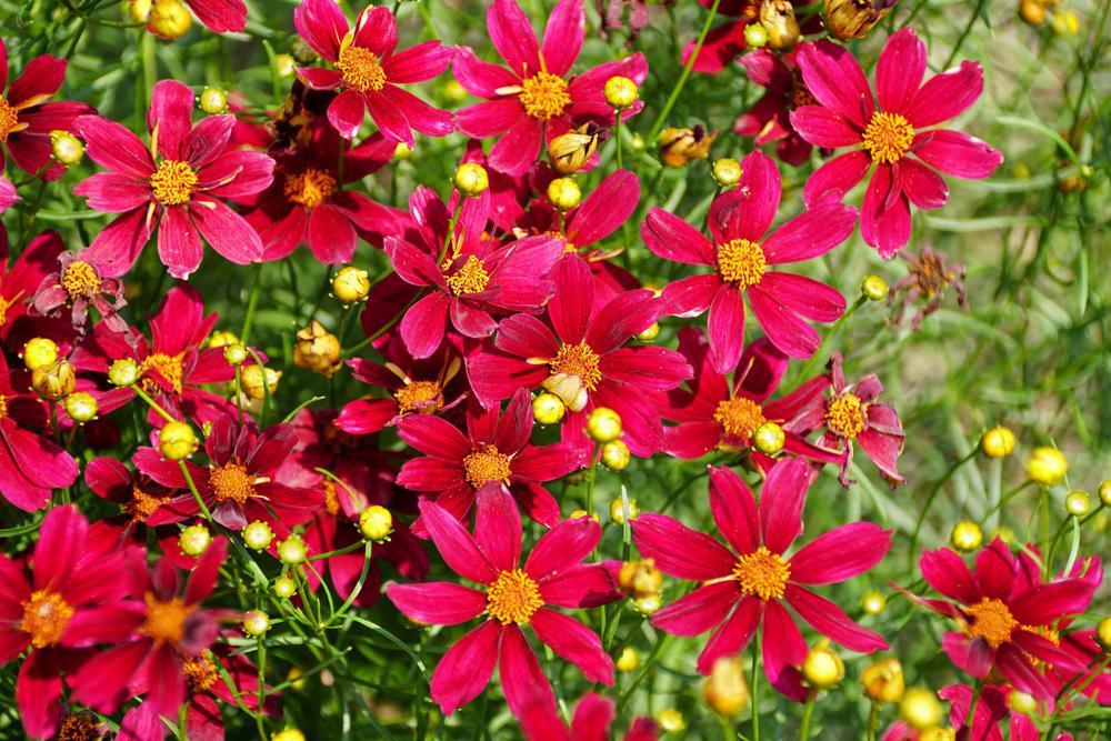 8" Coreopsis PERMATHREAD™ 'Red Satin' Red Satin Tickseed: Patent PP25,736 1012192