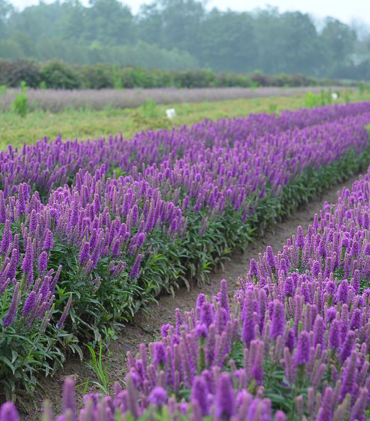 1G Veronica Magic Show® 'Purple Illusion' Spike Speedwell: Patent PPAF 1010921