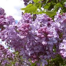 5G Syringa vulgaris 'Lavender Lady' Lavender Lady Lilac 1010013