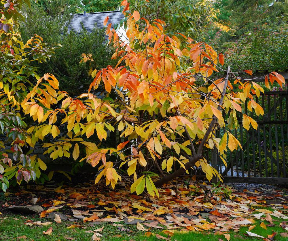 3G Asimina triloba Pawpaw Tree 1004511