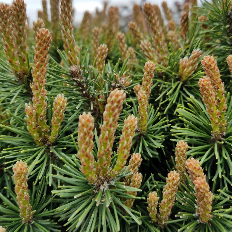 3G Pinus mugo 'Slowmound' Slowmound Mugo Pine