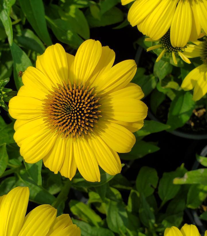 2G Echinacea Sombrero® 'Lemon Yellow Improved' ('Balsomemyim') Lemon Yellow Improved Cone Flower: Patent PPAF