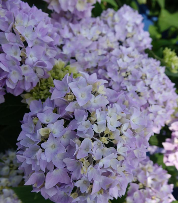 8" Hydrangea mac. Endless Summer® 'The Original' ('Bailmer') Endless Summer® The Original Hydrangea: Patent PP15298 1007517